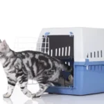 Katze-Container